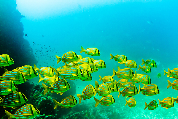 포토 JPG 해외이미지 바다 어류 사람없음 바닷속 암초 코스타리카 물고기떼 해외202004 해외202105 해외포토 수중 수중동물 중앙아메리카 파일형식
