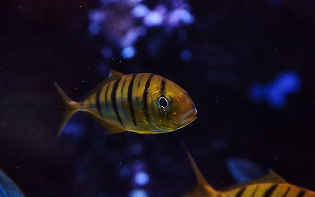 포토 JPG 해외이미지 바다 두마리 어류 근접촬영 사람없음 아웃포커스 바닷속 해외202004 해외202105 해외포토 뷰포인트 2 촬영기법 수중 수중동물 파일형식