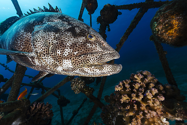 포토 JPG 해외이미지 바다 자연 어류 풍경 사람없음 바닷속 산호 암초 해외202004 해외202105 해외포토 수중 수중동물 자포동물 생태계 파일형식
