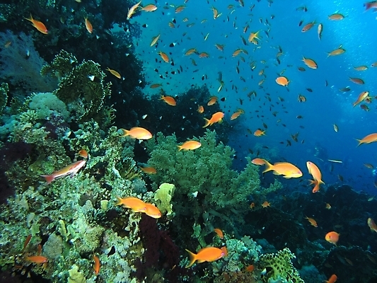 포토 JPG 해외이미지 자연 어류 사람없음 바닷속 산호 산호초 암초 해외202004 해외202105 해외포토 수중 수중동물 수중식물 자포동물 생태계 파일형식