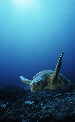 포토 JPG 해외이미지 바다 사람없음 바닷속 수영 바다거북 해외202004 해외202105 해외포토 수중 수상스포츠 거북이 파일형식