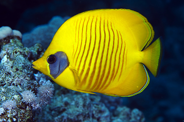 포토 JPG 해외이미지 한마리 바다 사람없음 바닷속 열대어 버터플라이피쉬 해외202004 해외202105 해외포토 1 어류 수중 파일형식