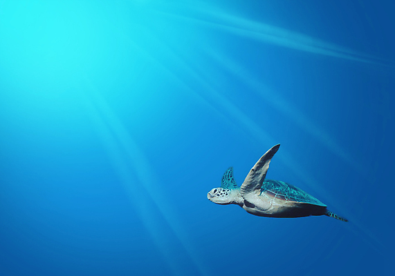 포토 JPG 해외이미지 바다 자연 사람없음 빛 바닷속 바다거북 해외202004 해외202105 해외포토 수중 거북이 생태계 파일형식