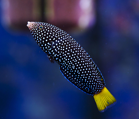 포토 JPG 해외이미지 한마리 바다 어류 근접촬영 사람없음 아웃포커스 바닷속 점박이 해외202004 해외202105 해외포토 1 뷰포인트 촬영기법 수중 수중동물 파일형식