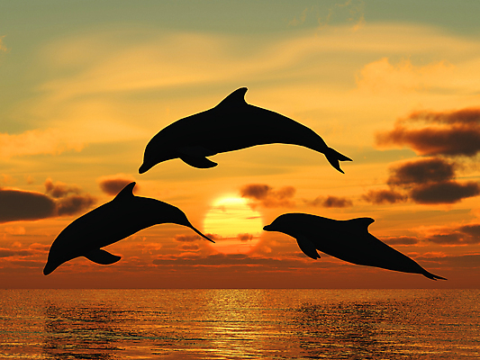 포토 JPG 해외이미지 구름 실루엣 바다 하늘 세마리 사람없음 태양 점프 바닷속 일몰 돌고래 해외202004 해외202105 해외포토 자연요소 포유류 모션 촬영기법 3 노을 수중 수중동물 파일형식