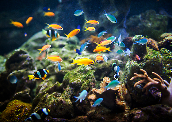 포토 JPG 해외이미지 바다 자연 어류 사람없음 반려동물 바닷속 산호 암초 해외202004 해외202105 해외포토 동물 수중 수중동물 자포동물 생태계 파일형식