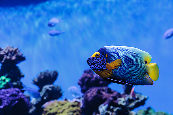 포토 JPG 해외이미지 바다 여러마리 사람없음 아웃포커스 바닷속 산호 열대어 해외202004 해외202105 해외포토 다수 촬영기법 어류 수중 자포동물 파일형식