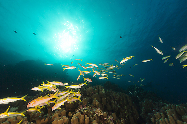 포토 JPG 해외이미지 자연 어류 풍경 사람없음 태양 바닷속 산호 암초 해외202004 해외202105 해외포토 자연요소 수중 수중동물 자포동물 생태계 파일형식