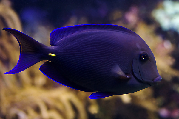 포토 JPG 해외이미지 한마리 바다 근접촬영 사람없음 아웃포커스 바닷속 열대어 해외202004 해외202105 해외포토 1 뷰포인트 촬영기법 어류 수중 파일형식