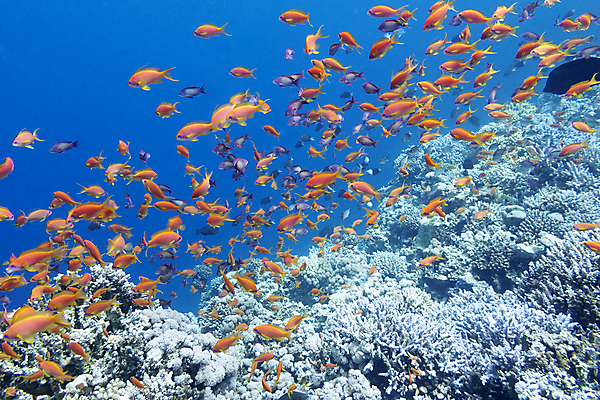 포토 JPG 해외이미지 바다 자연 어류 풍경 사람없음 바닷속 생태계 인도네시아 태평양 몰디브 카리브해 해외202004 해외202105 해외포토 아시아 수중 수중동물 파일형식
