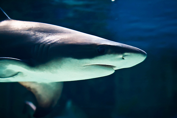 포토 JPG 해외이미지 한마리 바다 사람없음 바닷속 상어 해외202004 해외202105 해외포토 1 어류 수중 파일형식