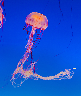 포토 JPG 해외이미지 모양 바다 가족 자연 추상 생물 어류 사람없음 빛 바닷속 해파리 해외202004 해외202105 해외포토 무늬 관계 수중 수중동물 자포동물 생태계 파일형식