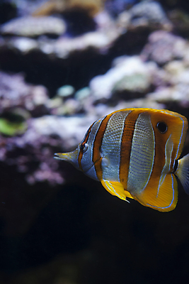 포토 JPG 해외이미지 바다 자연 어류 사람없음 아웃포커스 바닷속 산호 암초 해외202004 해외202105 해외포토 촬영기법 수중 수중동물 자포동물 생태계 파일형식