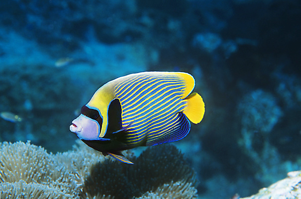 포토 JPG 해외이미지 한마리 자연 어류 사람없음 바닷속 해외202004 해외202105 해외포토 1 수중 수중동물 생태계 파일형식