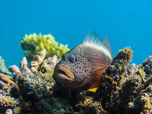 포토 JPG 해외이미지 한마리 바다 사람없음 바닷속 산호 포스터호크피쉬 해외202004 해외202105 해외포토 1 어류 수중 자포동물 파일형식