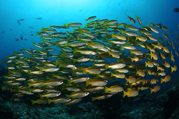 포토 JPG 해외이미지 라이프스타일 바다 자연 어류 풍경 사람없음 야외 여름 바닷속 물고기떼 해외202004 해외202105 해외포토 계절 생활 수중 수중동물 생태계 파일형식