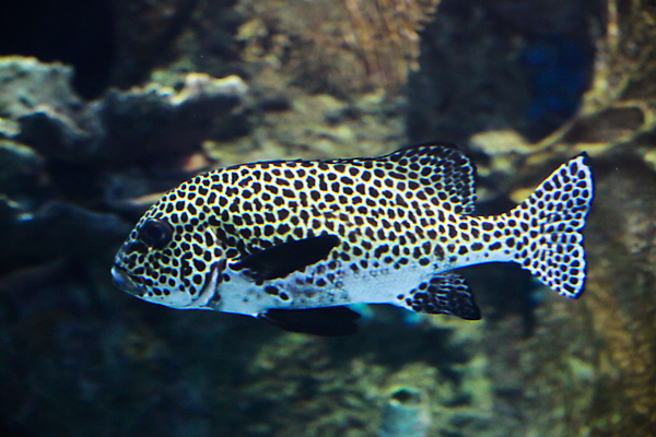 포토 JPG 해외이미지 한마리 바다 어류 사람없음 아웃포커스 바닷속 해외202004 해외202105 해외포토 1 촬영기법 수중 수중동물 파일형식