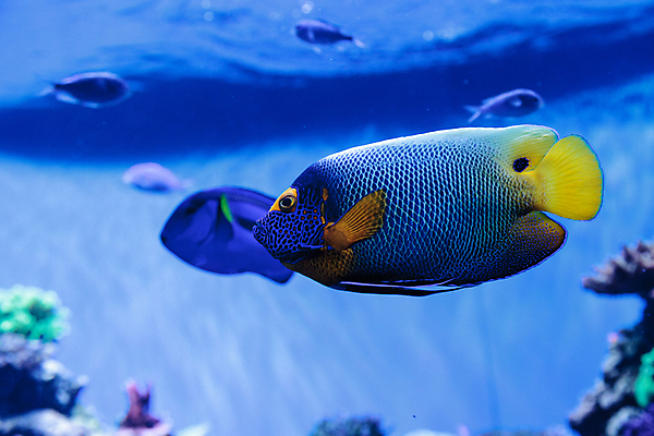 포토 JPG 해외이미지 바다 어류 사람없음 바닷속 암초 해외202004 해외202105 해외포토 수중 수중동물 파일형식