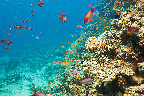 포토 JPG 해외이미지 바다 자연 사람없음 야외 장식 햇빛 바닷속 산호 산호초 암초 해외202004 해외202105 해외포토 태양 수중 수중식물 자포동물 생태계 파일형식