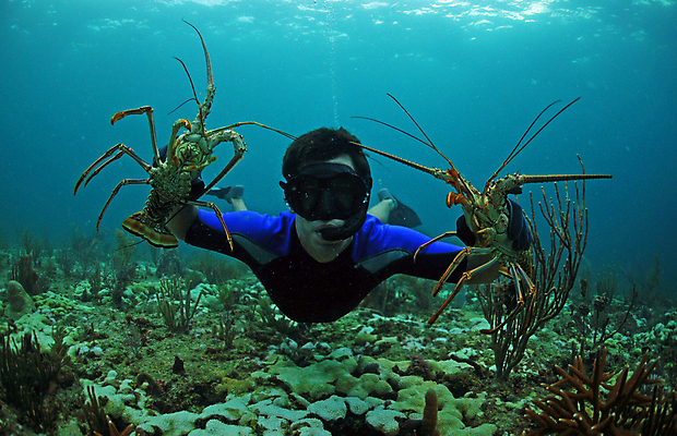 포토 JPG 해외이미지 바다 낚시 조개 고글 갑각류 한명 스노클링 산호 가재 바닷가재 대서양 해외202004 해외202105 해외포토 동물 1 레저 어패류 사람 수상스포츠 자포동물 파일형식