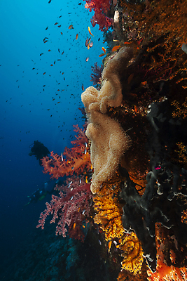 포토 JPG 해외이미지 식물 모래 바다 자연 어류 풍경 사람없음 햇빛 태양 바닷속 산호 암초 해외202004 해외202105 해외포토 자연요소 수중 수중동물 자포동물 생태계 파일형식