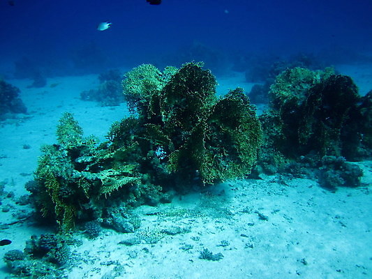 포토 JPG 해외이미지 바다 자연 사람없음 바닷속 산호 해외202004 해외202105 해외포토 수중 자포동물 생태계 파일형식