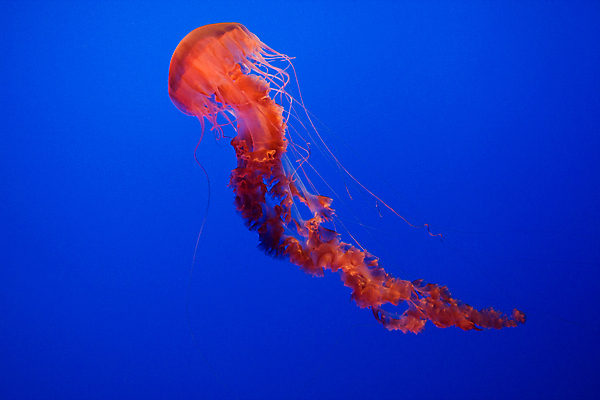 포토 JPG 해외이미지 바다 자연 어류 사람없음 관찰 암초 촉수 형광등 해파리 옛날 해외202004 해외202105 해외포토 모션 전등 수중동물 자포동물 생태계 파일형식