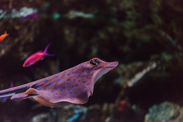 포토 JPG 해외이미지 바다 세마리 사람없음 아웃포커스 바닷속 열대어 가오리 해외202004 해외202105 해외포토 촬영기법 3 어류 수중 파일형식