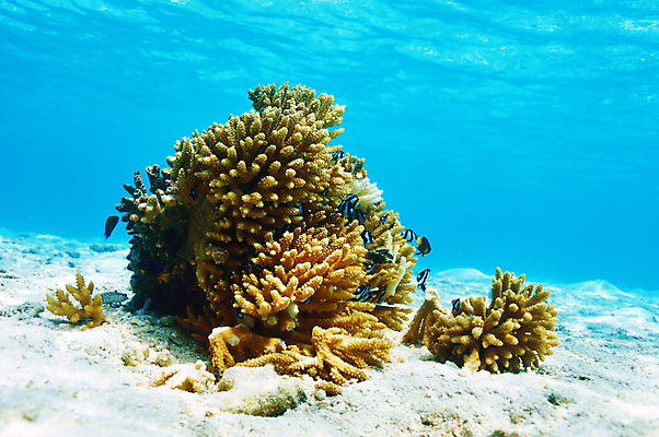 포토 JPG 해외이미지 모래 바다 자연 어류 풍경 사람없음 바닷속 산호 몰디브 해외202004 해외202105 해외포토 아시아 수중 수중동물 자포동물 생태계 파일형식