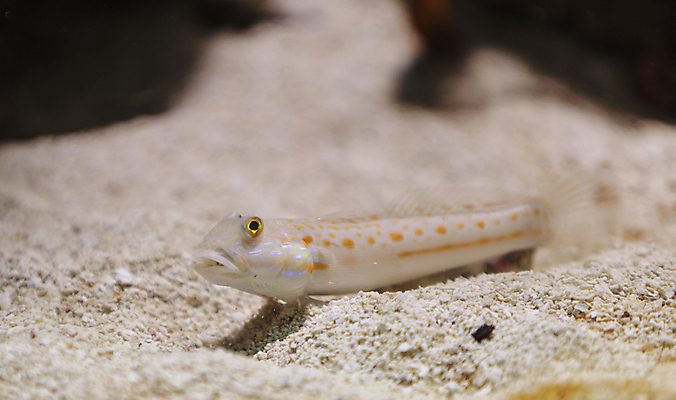 포토 JPG 해외이미지 한마리 모래 바다 사람없음 아웃포커스 바닷속 해외202004 해외202105 해외포토 1 촬영기법 수중 파일형식