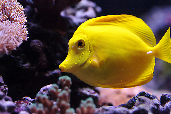 포토 JPG 해외이미지 바다 자연 어류 사람없음 바닷속 산호 암초 옐로우탱 해외202004 해외202105 해외포토 수중 수중동물 자포동물 생태계 파일형식