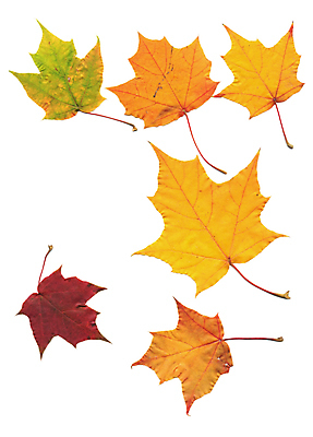 포토 JPG 해외이미지 백그라운드 낙엽 사람없음 가을 해외202004 해외202105 해외포토 계절 잎 파일형식