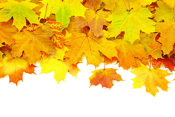 포토 JPG 해외이미지 백그라운드 단풍 낙엽 사람없음 가을 해외202004 해외202105 해외포토 계절 잎 파일형식