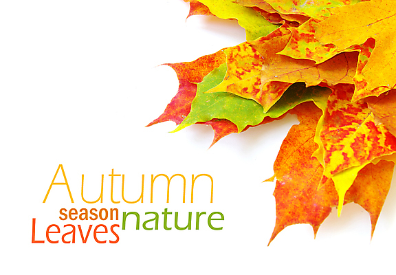 포토 JPG 해외이미지 백그라운드 단풍 낙엽 잎 자연 사람없음 가을 국경 해외202004 해외202105 해외포토 식물 계절 생태계 파일형식