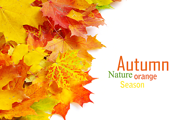 포토 JPG 해외이미지 백그라운드 단풍 낙엽 잎 자연 타이포그라피 사람없음 가을 해외202004 해외202105 해외포토 식물 문자 계절 생태계 파일형식