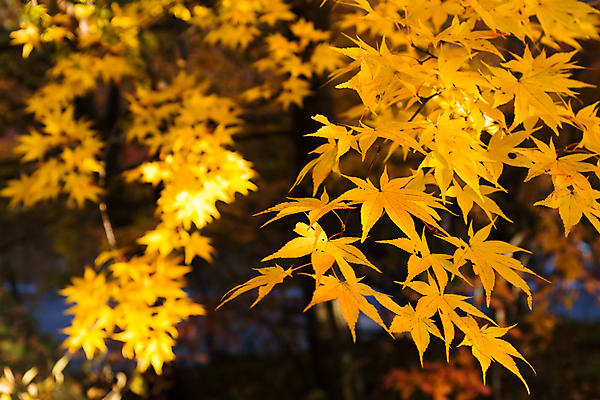 포토 JPG 해외이미지 주간 단풍 낙엽 자연 단풍나무 사람없음 야외 햇빛 가을 나뭇가지 해외202004 해외202105 해외포토 자연요소 나무 계절 잎 태양 생태계 파일형식
