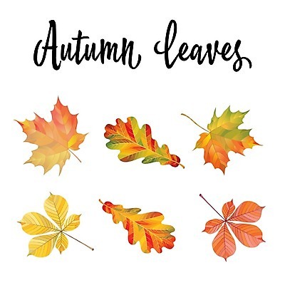 EPS 해외이미지 단풍 낙엽 일러스트 종류 타이포그라피 사람없음 다양 가을 해외202004 해외202105 해외일러스트 문자 계절 다수 잎 파일형식 벡터