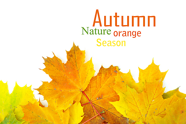 포토 JPG 해외이미지 백그라운드 단풍 낙엽 자연 사람없음 가을 해외202004 해외202105 해외포토 계절 잎 생태계 파일형식