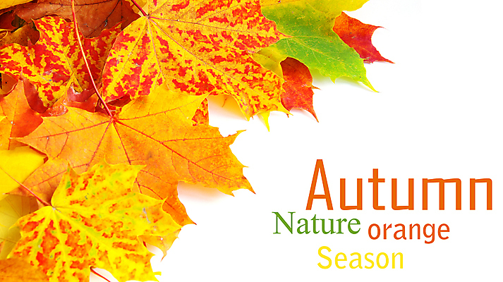 포토 JPG 해외이미지 백그라운드 단풍 낙엽 자연 타이포그라피 사람없음 가을 해외202004 해외202105 해외포토 문자 계절 잎 생태계 파일형식