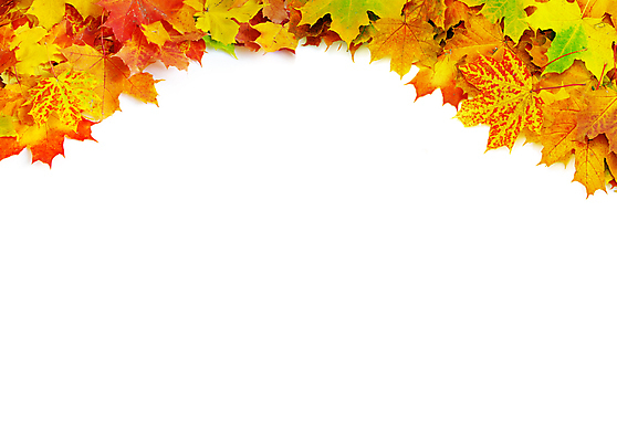 포토 JPG 해외이미지 백그라운드 단풍 낙엽 잎 자연 사람없음 가을 카피스페이스 해외202004 해외202105 해외포토 식물 계절 공백 생태계 파일형식