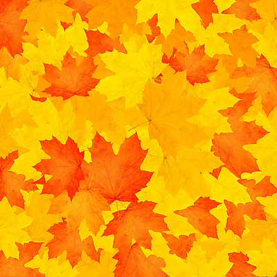 JPG 해외이미지 백그라운드 낙엽 잎 자연 사람없음 가을 가득함 해외202004 해외202105 해외일러스트 식물 계절 생태계 파일형식