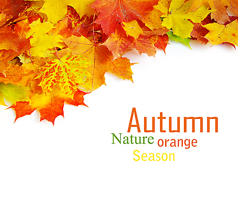 포토 JPG 해외이미지 백그라운드 단풍 낙엽 잎 자연 사람없음 가을 카피스페이스 해외202004 해외202105 해외포토 식물 계절 공백 생태계 파일형식