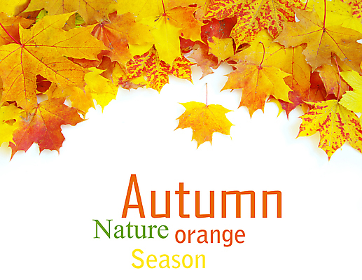 포토 JPG 해외이미지 백그라운드 단풍 낙엽 잎 자연 사람없음 가을 카피스페이스 해외202004 해외202105 해외포토 식물 계절 공백 생태계 파일형식