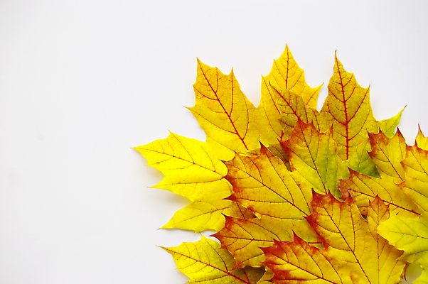 포토 JPG 해외이미지 백그라운드 단풍 낙엽 잎 자연 사람없음 가을 해외202004 해외202105 해외포토 식물 계절 생태계 파일형식