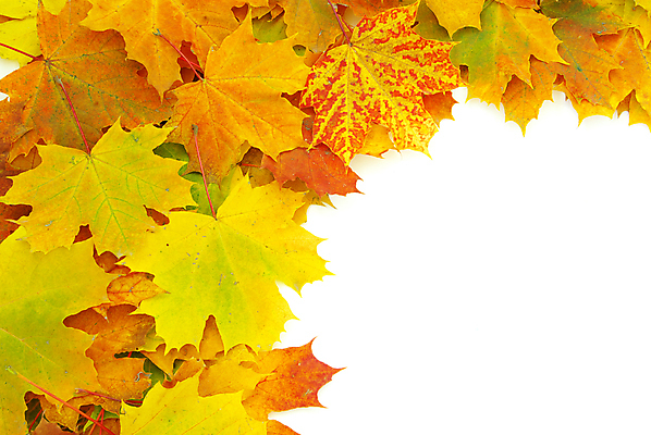 포토 JPG 해외이미지 백그라운드 단풍 낙엽 잎 자연 사람없음 가을 카피스페이스 해외202004 해외202105 해외포토 식물 계절 공백 생태계 파일형식