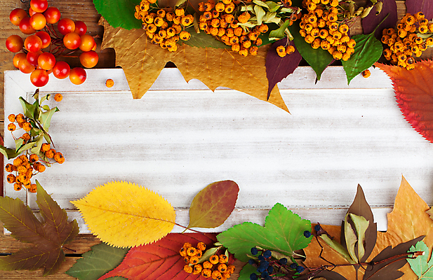 포토 JPG 해외이미지 열매 백그라운드 단풍 낙엽 잎 프레임 사람없음 가을 카피스페이스 해외202004 해외202105 해외포토 식물 계절 공백 파일형식