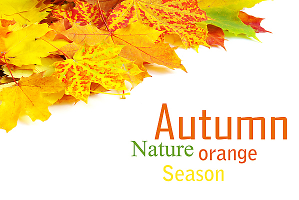 포토 JPG 해외이미지 백그라운드 단풍 낙엽 잎 자연 사람없음 가을 카피스페이스 해외202004 해외202105 해외포토 식물 계절 공백 생태계 파일형식