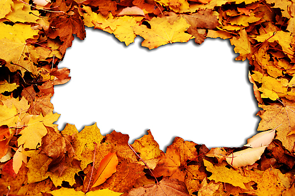 포토 JPG 해외이미지 백그라운드 단풍 낙엽 잎 자연 프레임 사람없음 가을 해외202004 해외202105 해외포토 식물 계절 생태계 파일형식