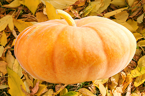 포토 JPG 해외이미지 산업 낙엽 잎 농업 자연 풍경 사람없음 야외 농사 할로윈 가을 저녁 잔치 해외202004 해외202105 해외포토 식물 계절 야간 생태계 파일형식