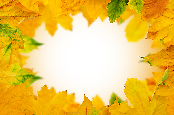 포토 JPG 해외이미지 백그라운드 단풍 낙엽 잎 자연 사람없음 가을 국경 해외202004 해외202105 해외포토 식물 계절 생태계 파일형식